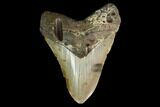 Fossil Megalodon Tooth - Georgia #145459-1